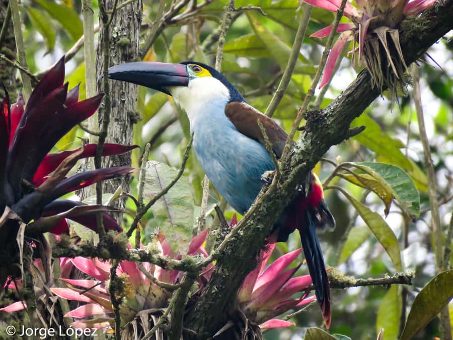 Cocora Valley: Route of the Hummingbirds + breakfast & lunch - Breakfast in Salento before the trail