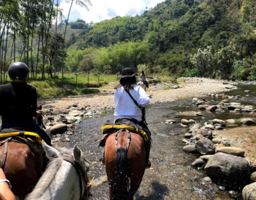 Cocora Valley: Salento & Private Horseback Riding Tour - Cocora Valley and its famous wax palms