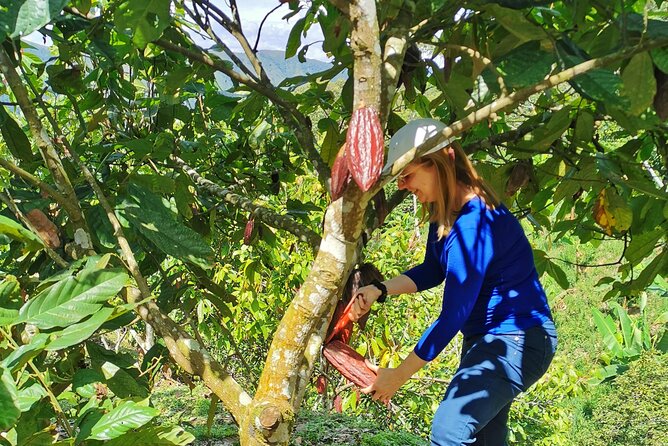 Coffee & Chocolate Private Tour in Medellin: Genuine Experience - Coffee picked and processed by hand