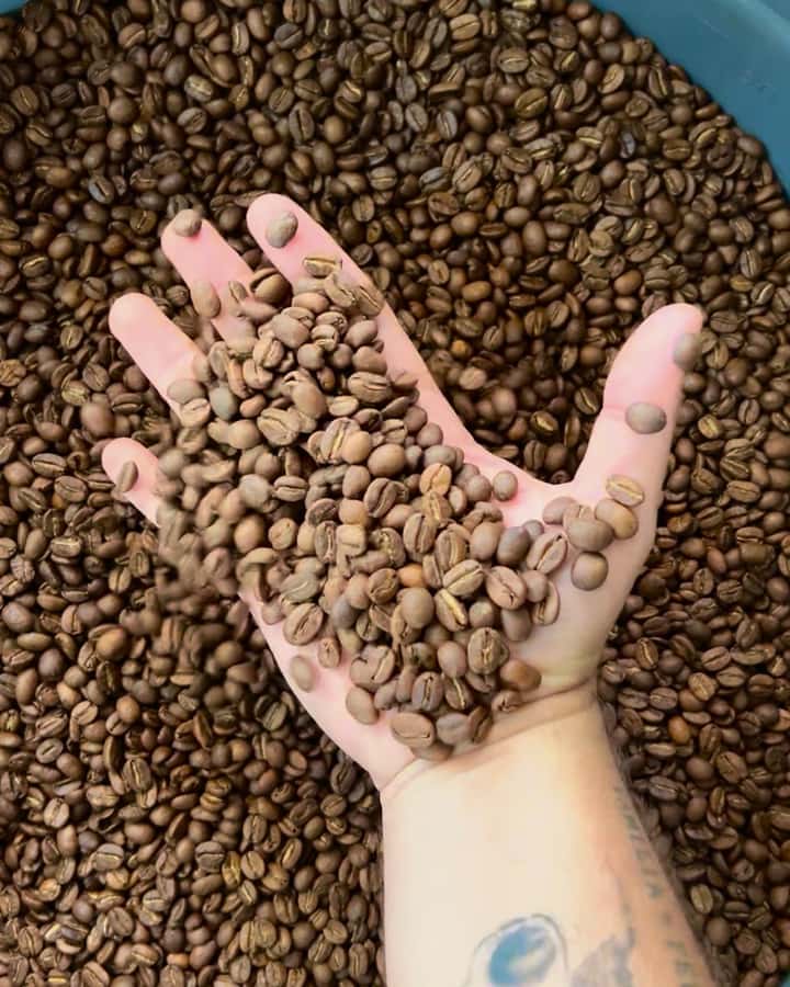 Coffee Tour at Finca El Ocaso Salento: Traditional Spanish Farm - Compost, Fertilizer, Plants, and Wildlife