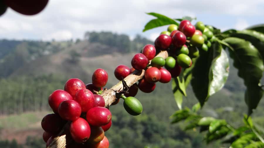 Coffee Tour at Finca El Ocaso Salento: Traditional Spanish Farm - Inside the Mill: Hopper, Pulper, and Drying