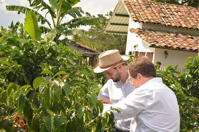 Coffee Tour at the Finca del Café - Why this farm visit is different from a quick coffee stop