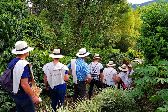 Coffee Tour at the Finca del Café - What the $40 price really covers