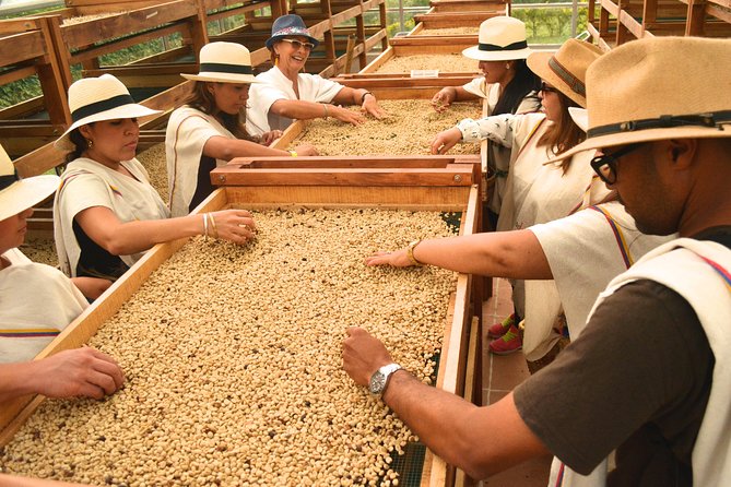 Coffee Tour at the Finca del Café - Walking through the coffee-growing countryside