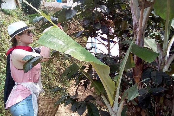 Coffee Tour in Medellin - What happens at the farm