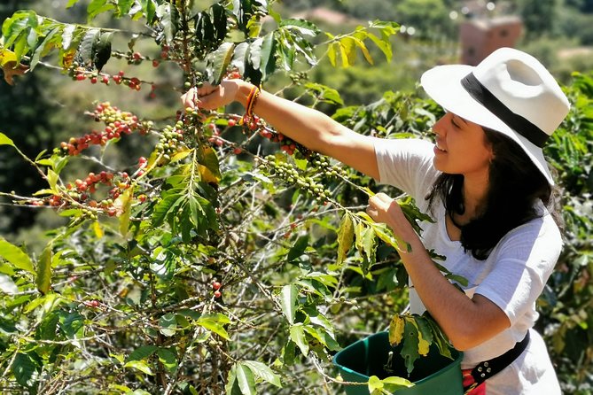 Coffee Tour in the Beautiful Jardin Town: Adventure in the Andes - Why this day works best for coffee lovers and curious explorers