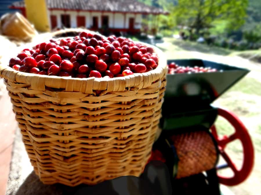 Coffee Tour Salento-Ocaso Farm- English Tour - Practical advice before you go