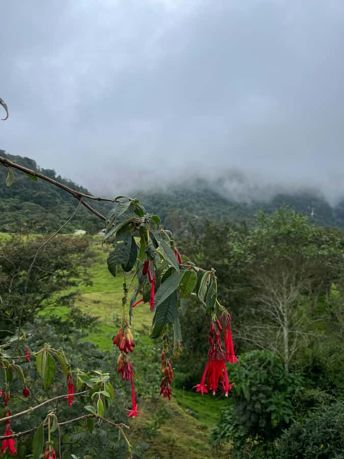 FROM BOGOTA: Tour to La Chorrera, Colombia's highest waterfall. - The three-hour hike through the Andean forest