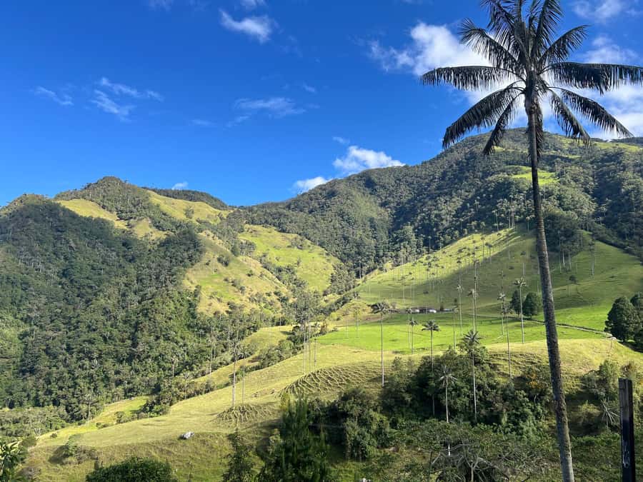 From Salento: Cocora Valley Shared Tour - Weather, walking, and what to bring