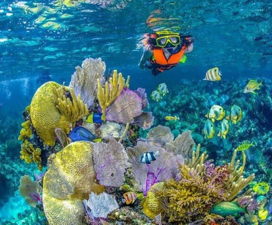 Full Day Barú island: Mangrove +Snorkel + Sunset + Plankton - Island lunch with coconut rice and fried fish