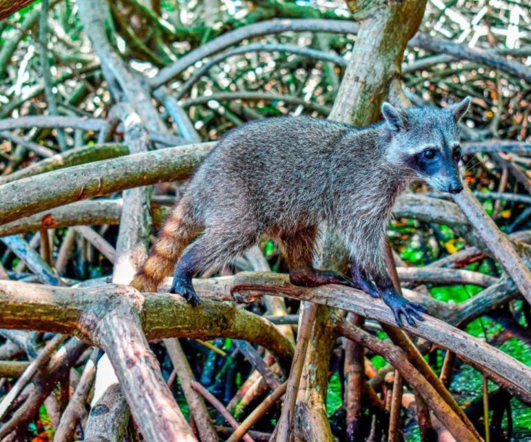 Full Day Barú island: Mangrove +Snorkel + Sunset + Plankton - Is $69 a fair price for 11 hours?