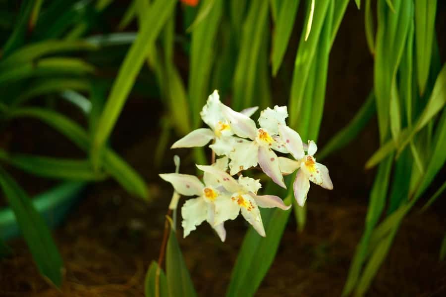 Medellín: Botanical Garden and Arvi Park City Tour - Guides, language, and the private format