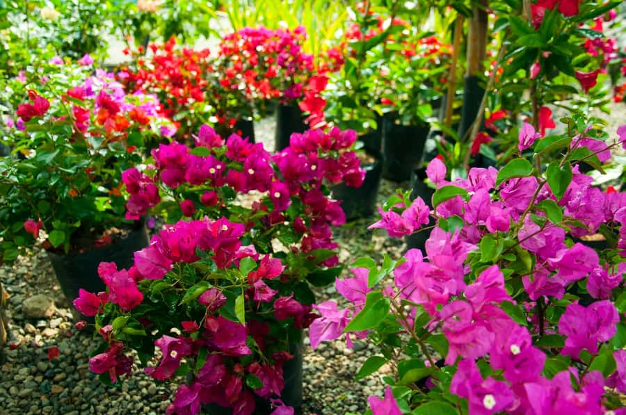 Medellín: Botanical Garden and Arvi Park City Tour - Final verdict: choose it for the contrast
