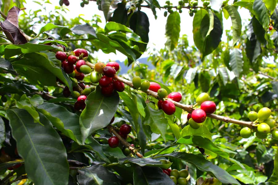 Medellín Coffee Farm Tour with Trolley and Cable Car Ride - Guides and language support