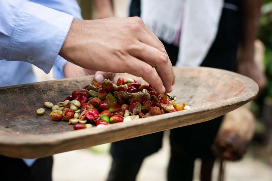 Medellin: Coffee Tour, Horseback Arrival, and Sugar Cane - Walking among coffee, bananas, and plantains