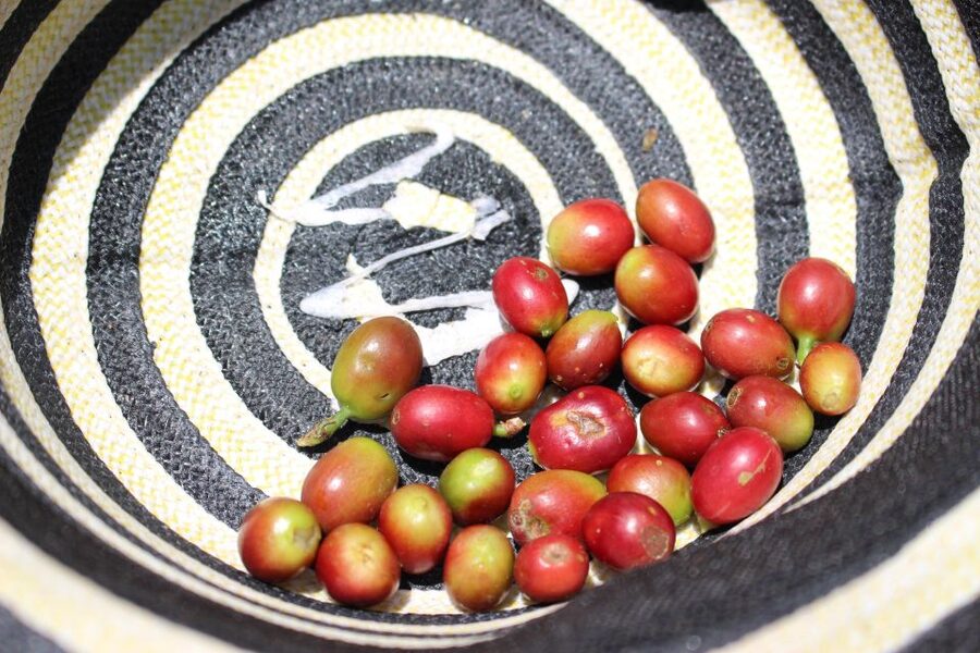 Medellin: Coffee Tour with Hotel Transfers and Meals - Group size, pace, and the practical drawbacks