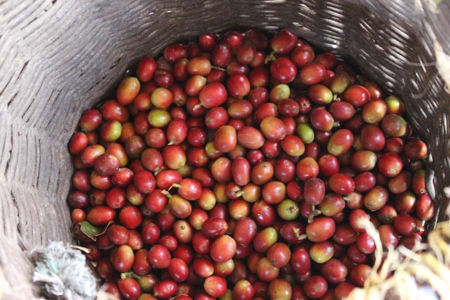 Medellin: Coffee Tour with Hotel Transfers and Meals - Is $70 a fair price?