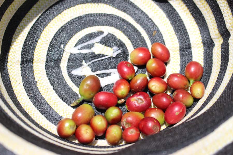 Medellin: Coffee Tour with Hotel Transfers and Meals - Who should book this coffee tour?