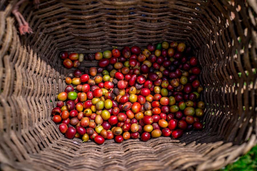 Medellin: Coffee Tour with Transport, Snacks and Tastings - Key points to know before you book