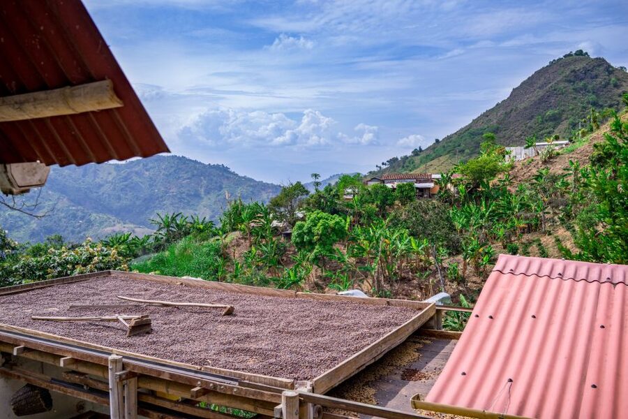 Medellin: Coffee Tour with Transport, Snacks and Tastings - What the $80 price really covers