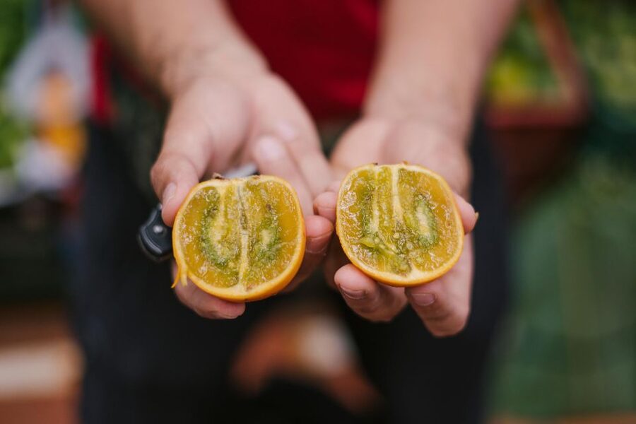 Medellín: Guided Exotic Fruits Tour - Is $36 good value?