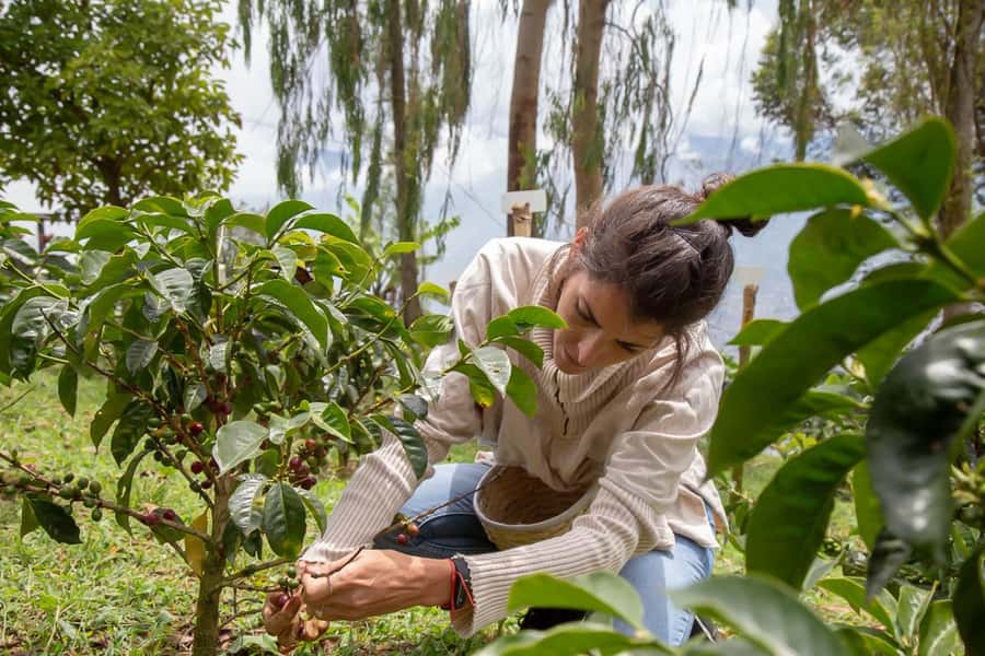 Medellin: Horseback Riding Coffee Farm Tour with Coffee Spa - Seeing coffee from fruit to finished cup