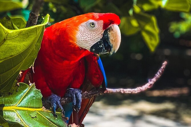National Aviary & Mambo Beach Club Baru - Playa Blanca - Two Cartagena highlights in one long day