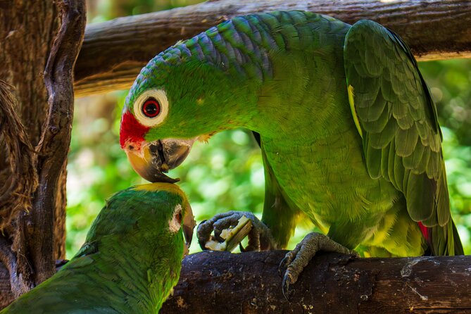 National Aviary & Mambo Beach Club Baru - Playa Blanca - From the aviary to Barú by minivan