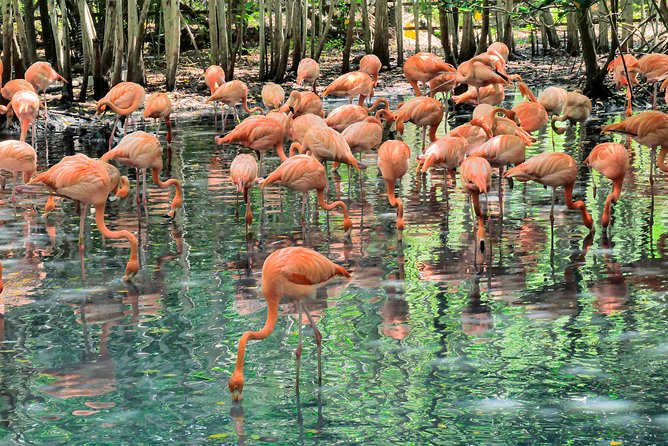 National Aviary & Mambo Beach Club Baru - Playa Blanca - Price and overall value at $107 per group