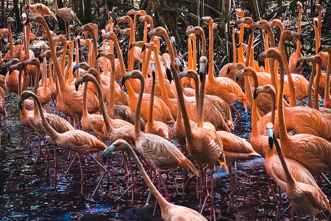 National Aviary & Mambo Beach Club Baru - Playa Blanca - The National Aviary, your morning among Colombian birds