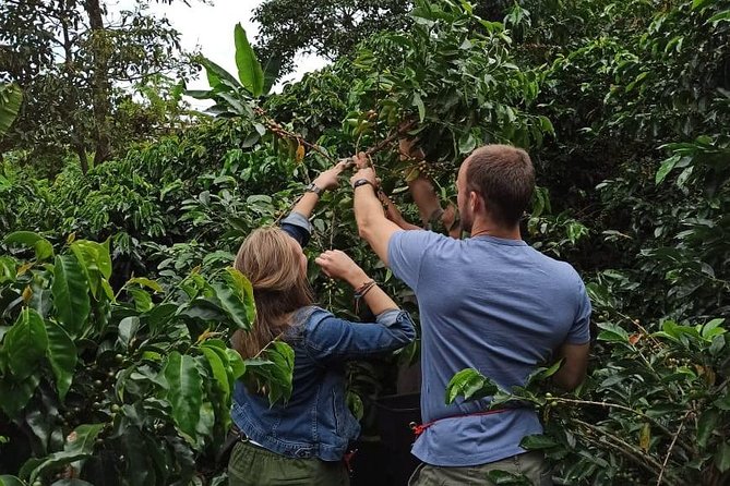 Private coffee tour near Medellín, from bean to cup. - A Family Farm That Still Works the Land