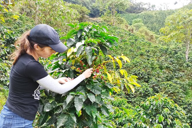Private coffee tour near Medellín, from bean to cup. - From Fruit to Roasted Bean