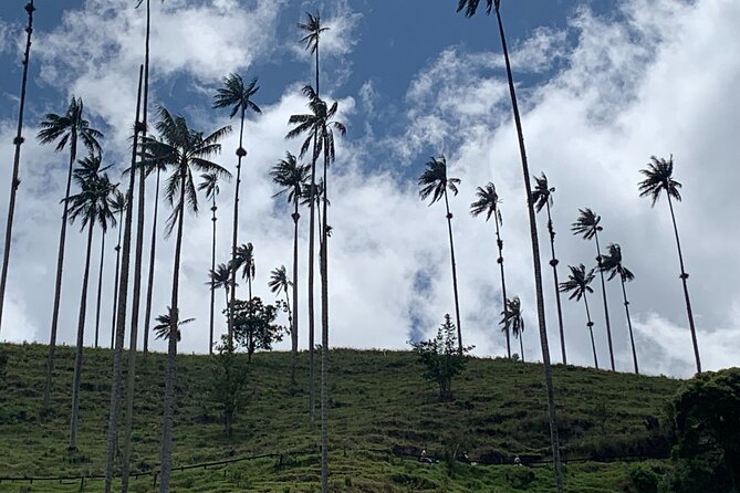 Salento, Cocora and Filandia Private Tour from Pereira or Armenia - Walking beneath Cocora’s wax palms
