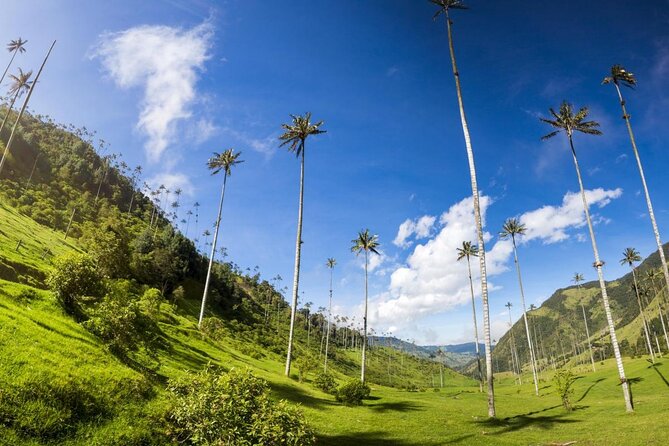 Salento, Cocora and Filandia Private Tour from Pereira or Armenia - Guides who add more than directions