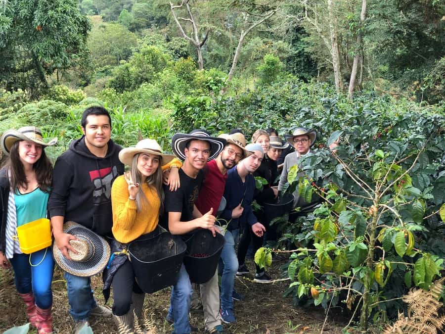 Salento: Private Cocora Valley, Salento & Coffee Farm Tour - Walking beneath the wax palms