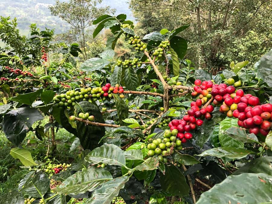 Salento: Private Cocora Valley, Salento & Coffee Farm Tour - Learning to taste Colombian coffee