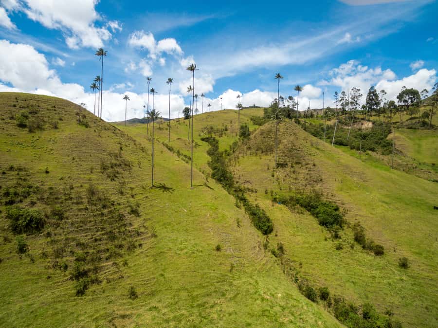 Salento: Private Cocora Valley, Salento & Coffee Farm Tour - Lunch, timing, and what the $157 price covers