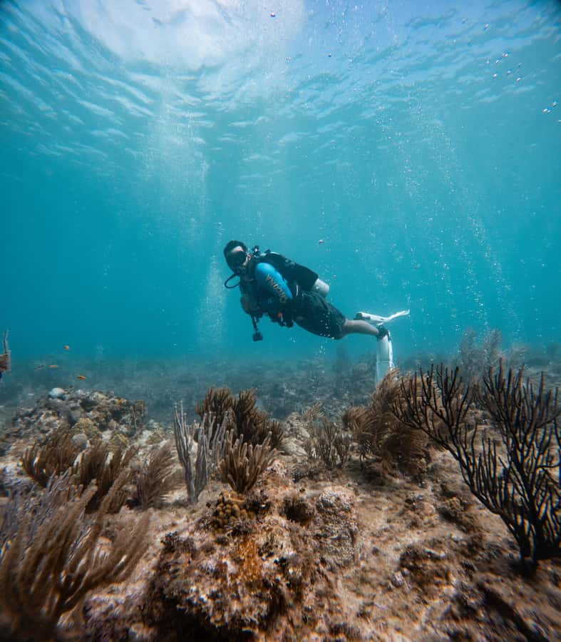 San Andres: Scuba Diving Experience with Hotel Pickup - Fish, coral, and statues in clear Caribbean water