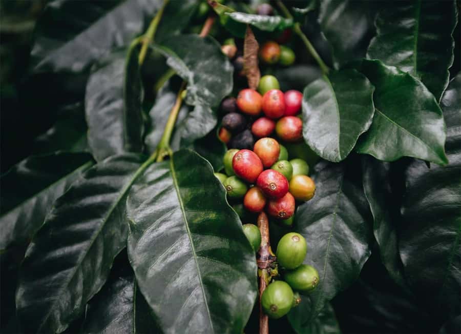 Santa Marta: Minca Coffee, Cocoa, & Waterfall Full-Day Trip - The first 75 minutes on foot
