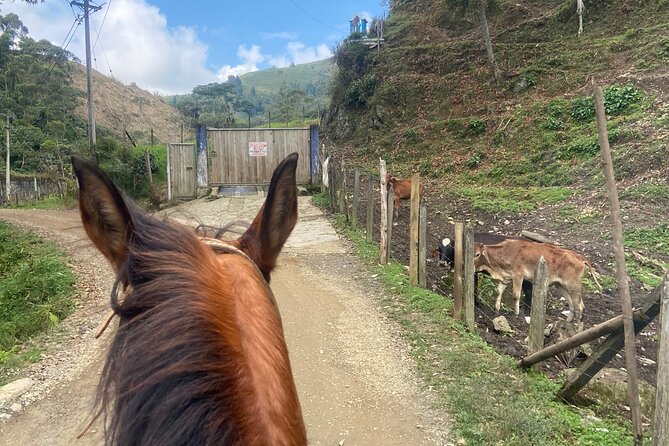 Scenic Horseback Riding in the Medellín Mountains - What to wear and bring