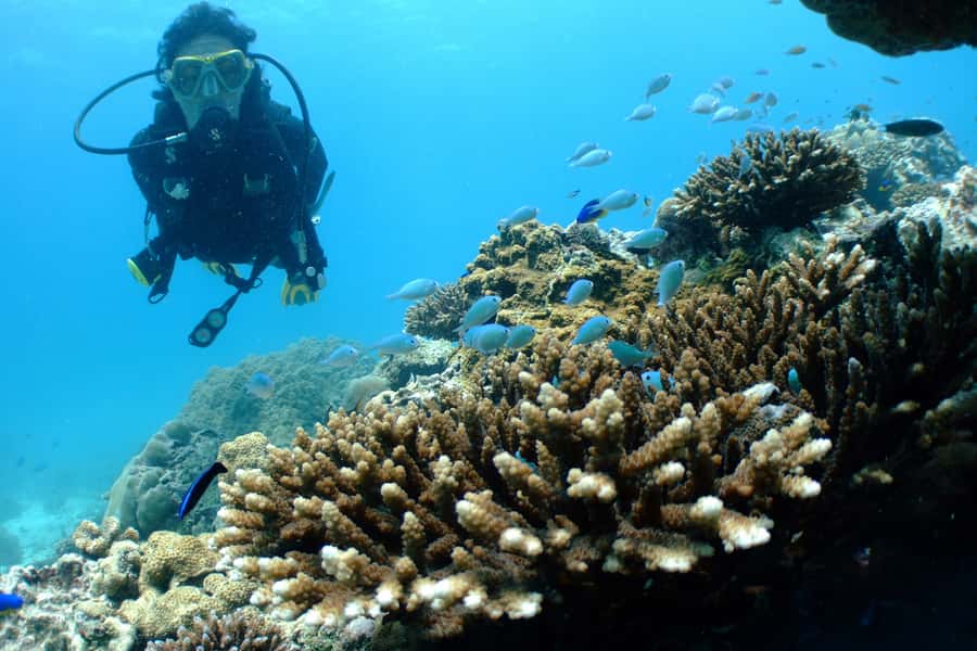 Tayrona National Park: Scuba Diving Tour for Beginners - Trying basic skills in calm water
