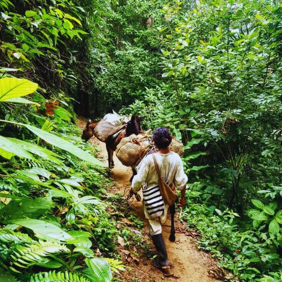 Trekking History and Indigenous Heritage in Minca + Cacao & Coffee + Waterfall - Following trails connected to the Tayrona