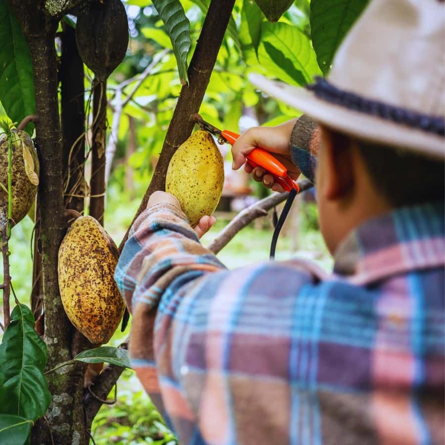 Trekking History and Indigenous Heritage in Minca + Cacao & Coffee + Waterfall - Is $41 a fair price?