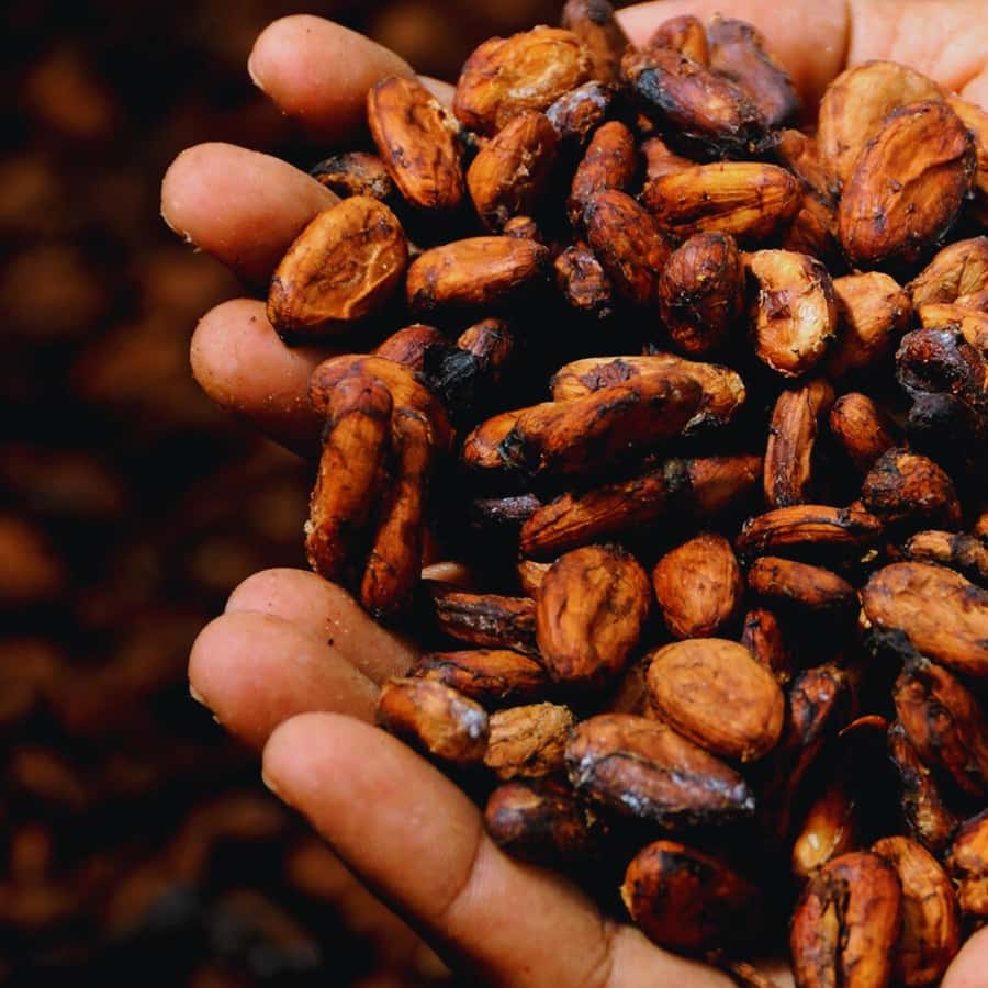 Trekking History and Indigenous Heritage in Minca + Cacao & Coffee + Waterfall - Who should book this experience?