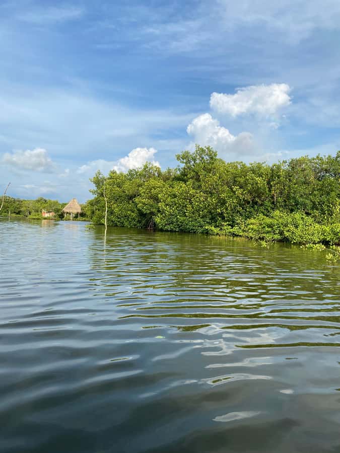 Typical lunch on beach, mangrove tour & fishing with natives - What the $84 price includes