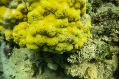 Under a sea of adventures, unforgettable diving.